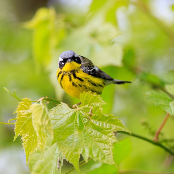 Magnolia Warbler