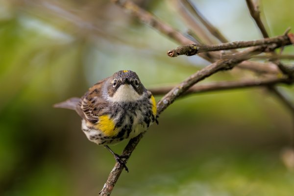 Yellow-rumped Warbler