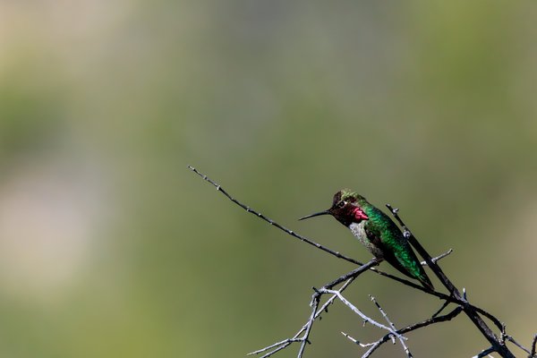 Anna's Hummingbird