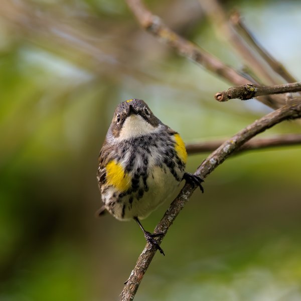 Yellow-rumped Warbler