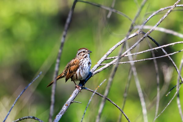 Song Sparrow