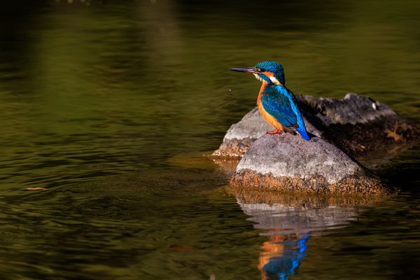 Common Kingfisher