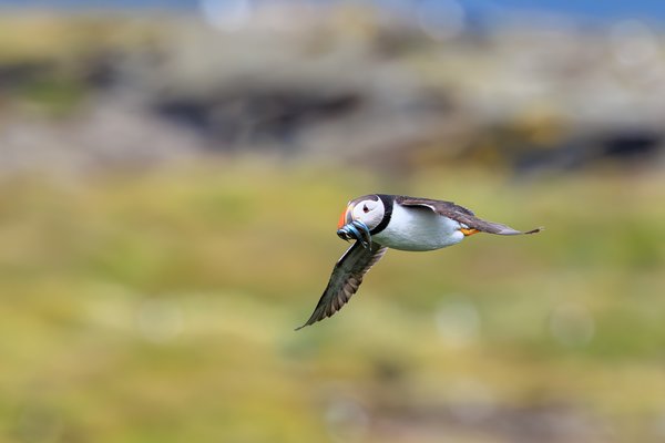 Atlantic Puffin