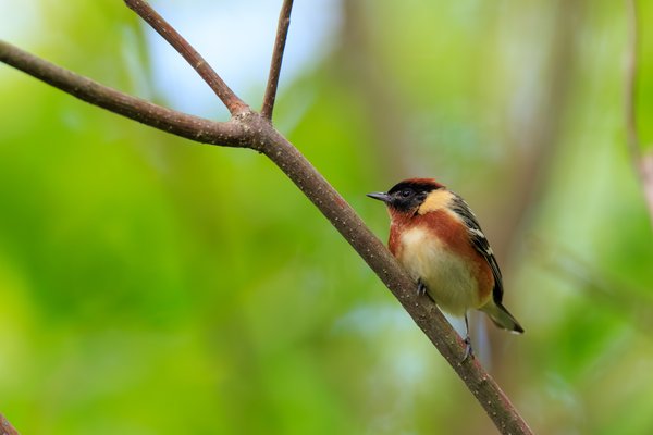 Bay-breasted Warbler