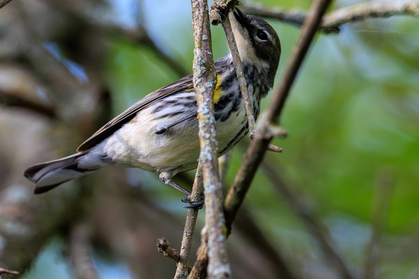 Yellow-rumped Warbler