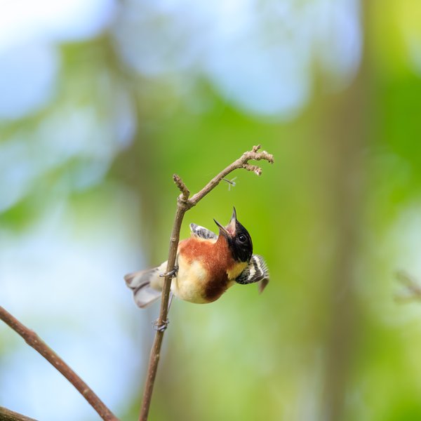 Bay-breasted Warbler