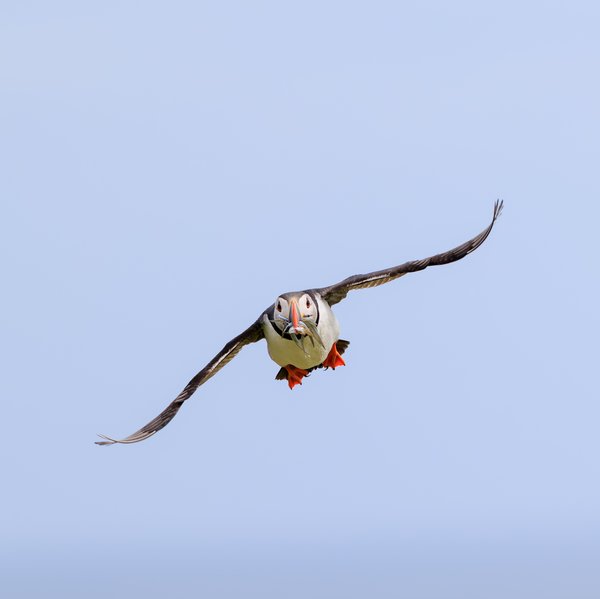 Atlantic Puffin