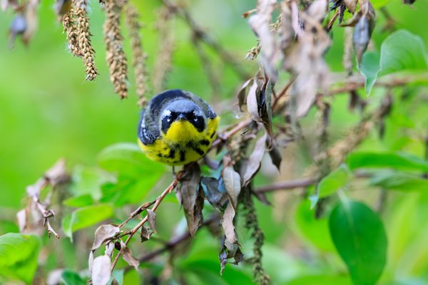 Magnolia Warbler