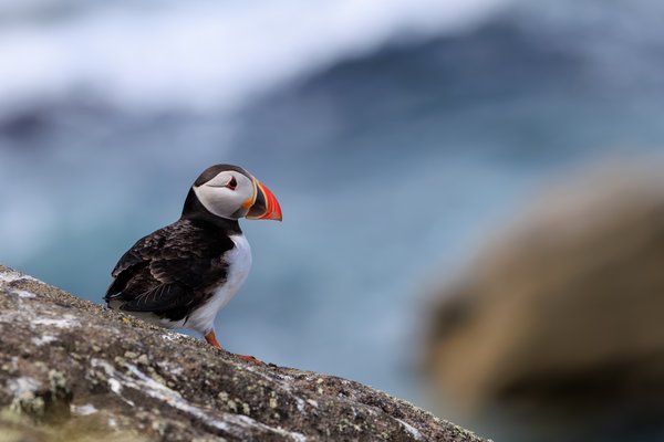 Atlantic Puffin
