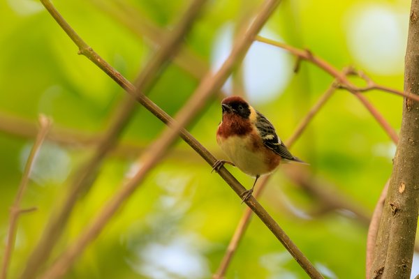 Bay-breasted Warbler