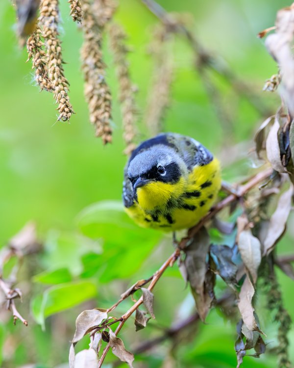 Magnolia Warbler