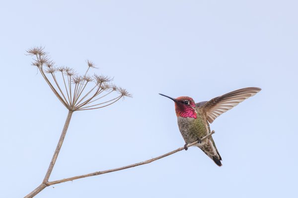 Anna's Hummingbird