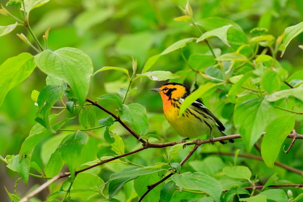 Blackburnian Warbler
