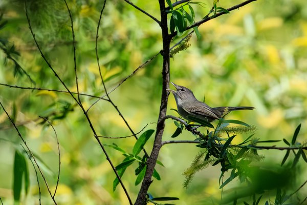 Bell's Vireo