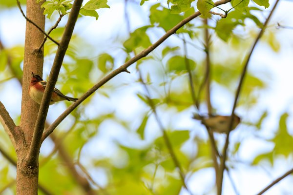 Bay-breasted Warbler