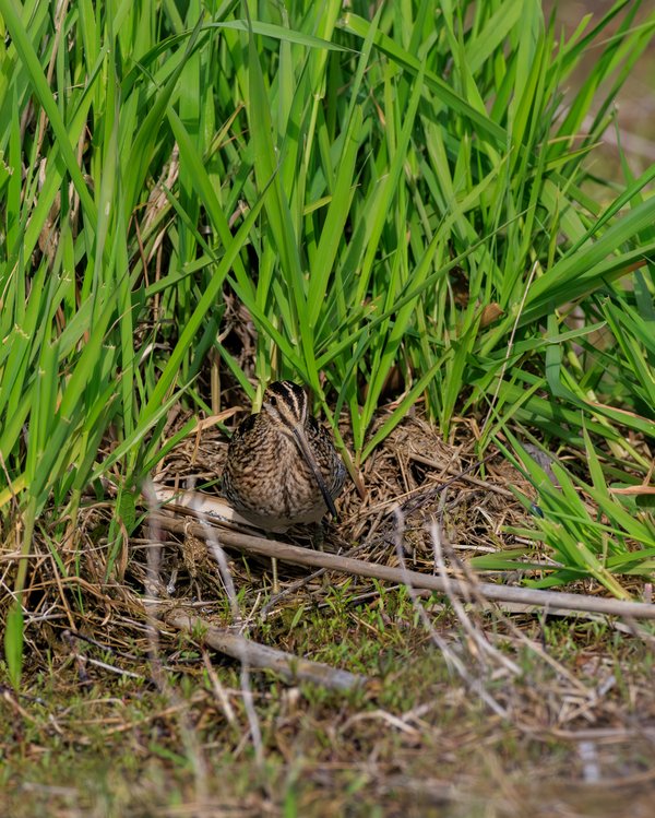 Wilson's Snipe