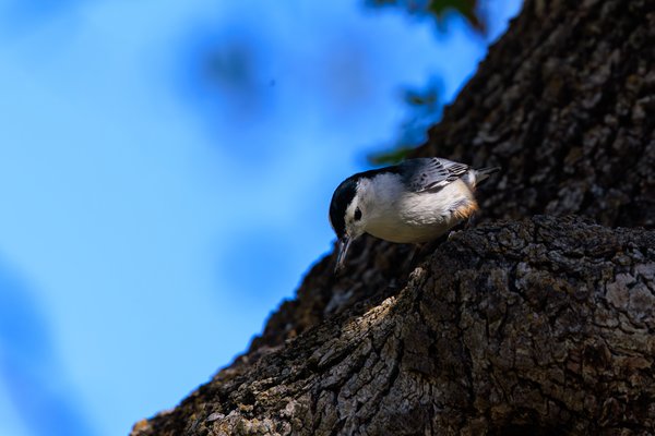 White-breasted Nuthatch