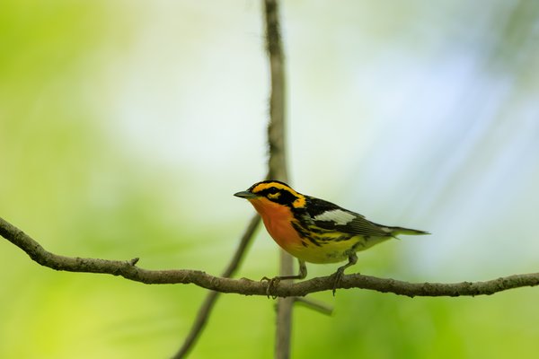 Blackburnian Warbler