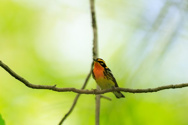 Blackburnian Warbler
