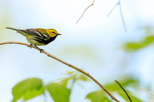 Black-throated Green Warbler