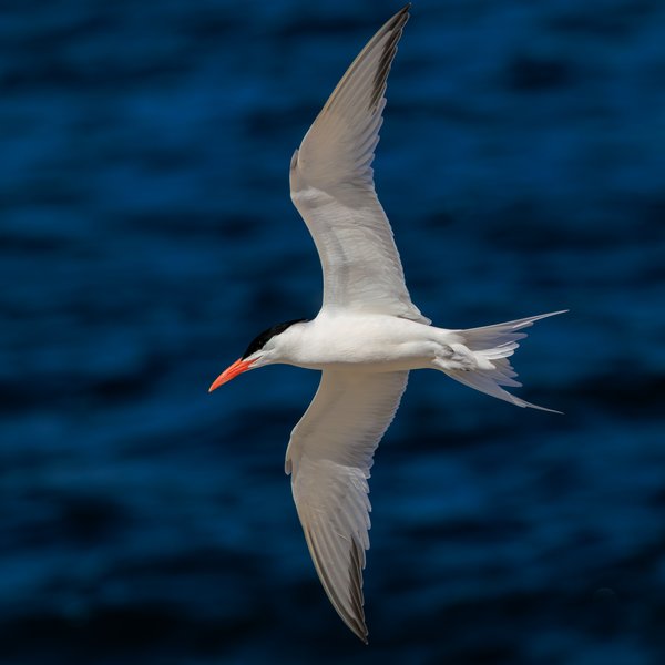 Elegant Tern