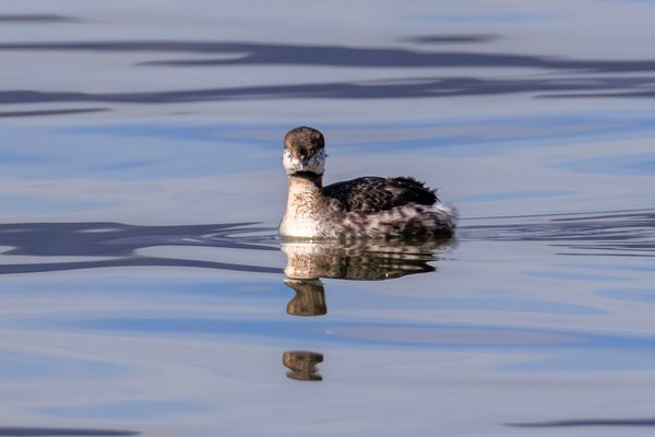 Eared Grebe