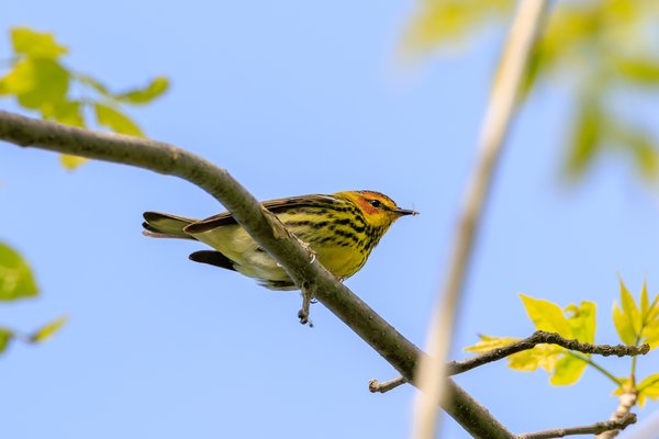 Cape May Warbler