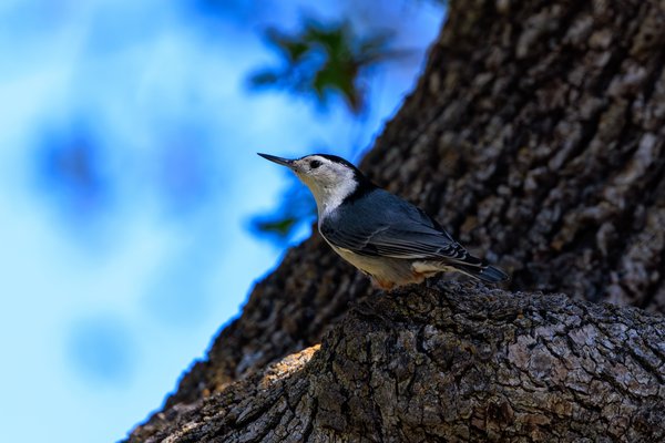 White-breasted Nuthatch