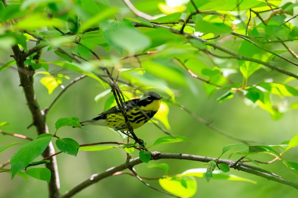 Magnolia Warbler