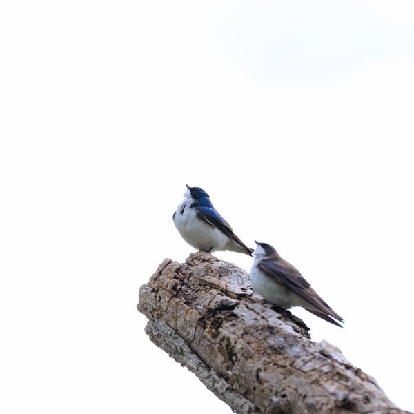 Tree Swallow