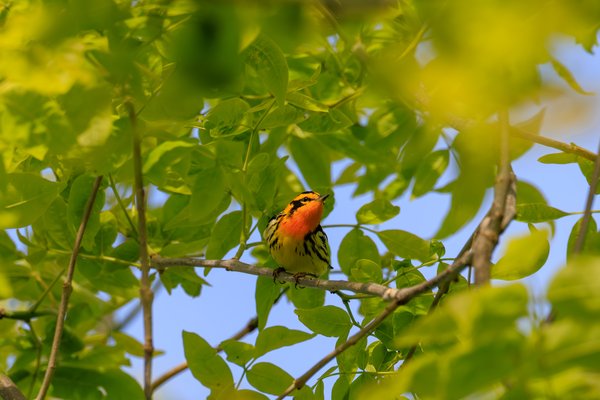 Blackburnian Warbler