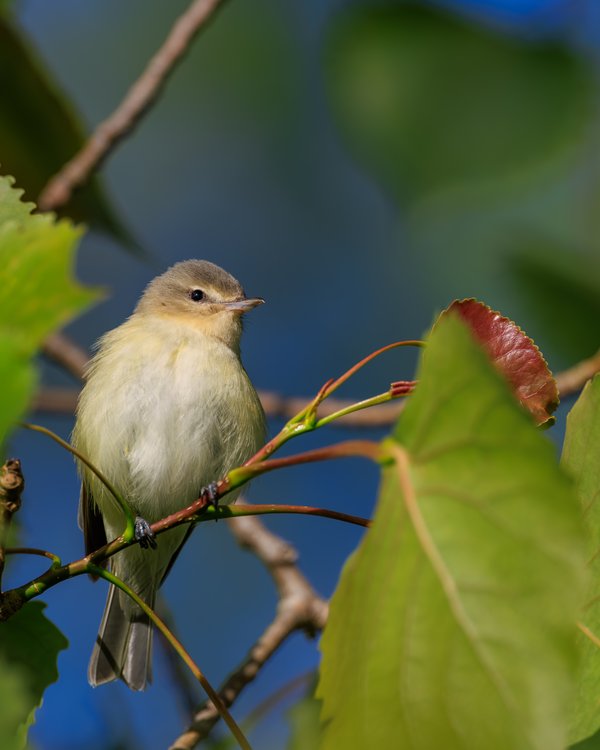 Eastern Warbling Vireo