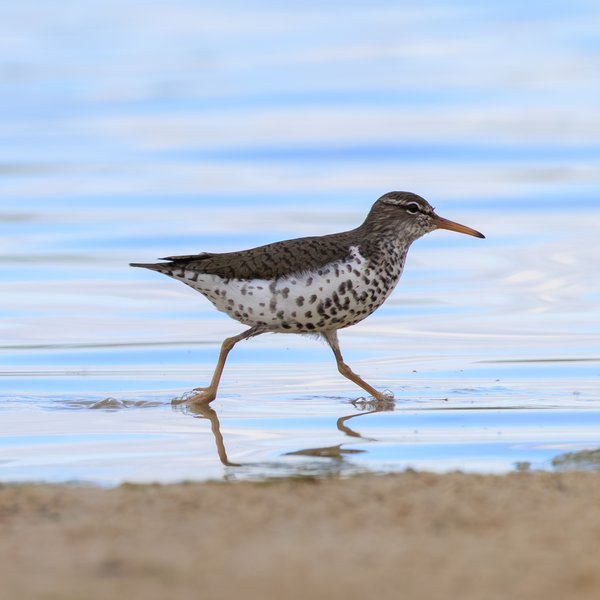 Spotted Sandpiper