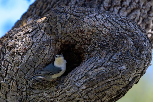 White-breasted Nuthatch