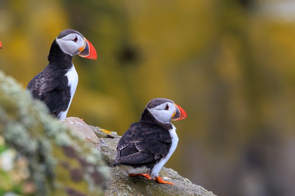 Atlantic Puffin