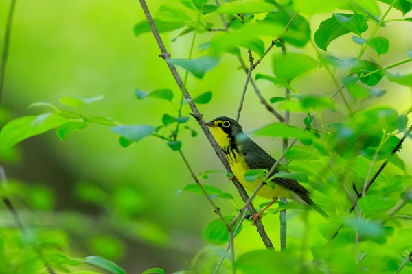 Canada Warbler
