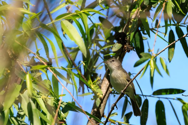 Bell's Vireo