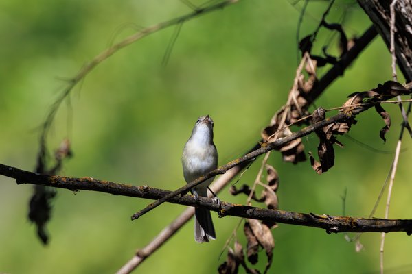 Bell's Vireo