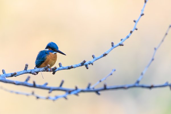 Common Kingfisher