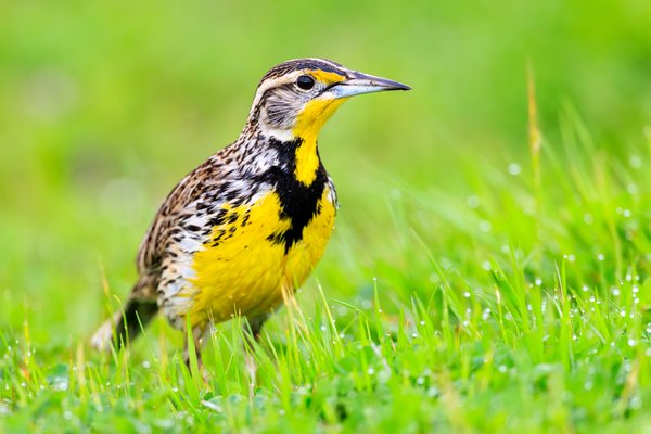 Western Meadowlark