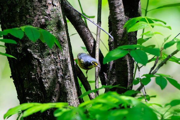 Canada Warbler