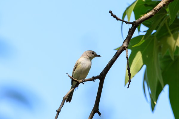 Bell's Vireo