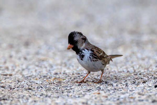 Harris's Sparrow