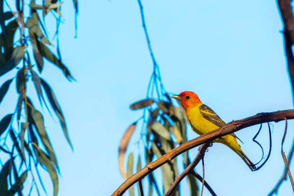 Western Tanager