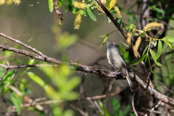 Bell's Vireo