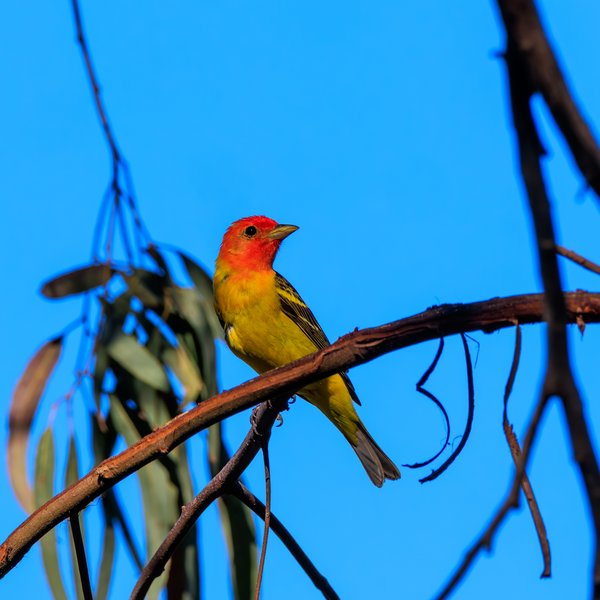 Western Tanager