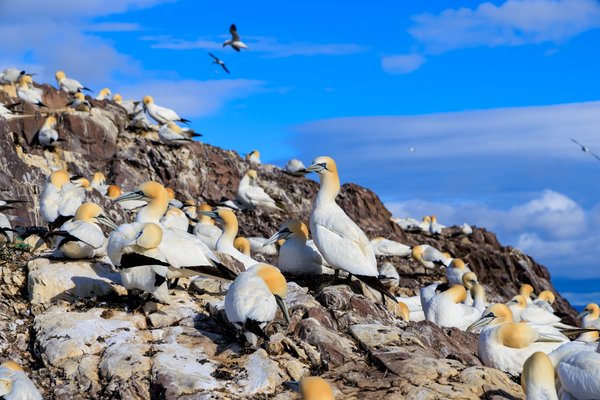 Northern Gannet
