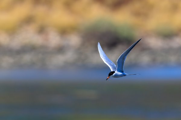 Forster's Tern