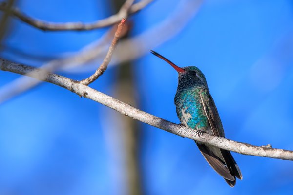 Broad-billed Hummingbird