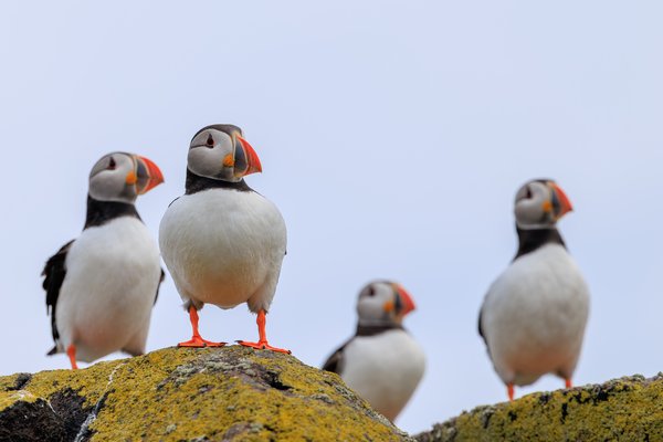 Atlantic Puffin